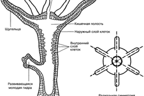 Что за площадка кракен